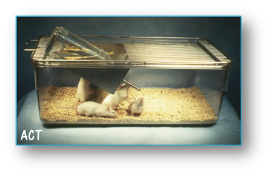 Mice Cage Polycarbonate with Grill - Conduct Science